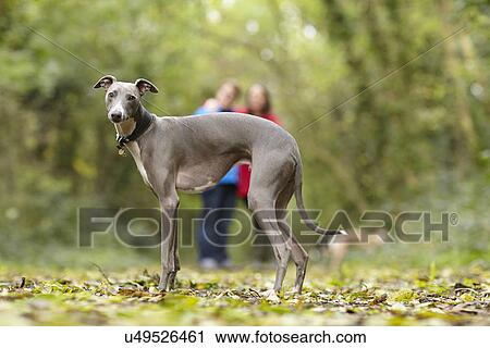 Portrait of whippet and its owners in woods View Large Photo Image Stock Image - Portrait of whippet and its owners in woods. Fotosearch