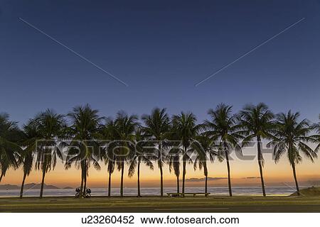 Stock Image - Row of palm trees on Copacabana beach, Rio De Janeiro, Brazil. Fotosearch