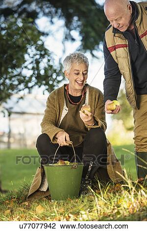 Stock Image - Senior couple admiring apples from bucket. Fotosearch