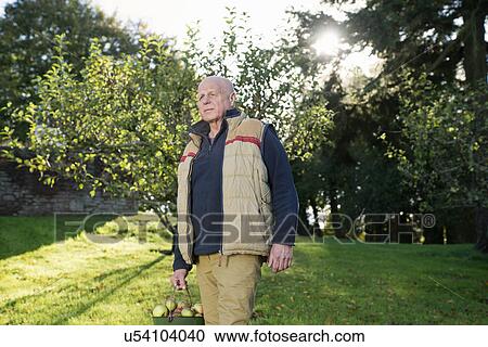 Senior man carrying bucket of apples View Large Photo Image Stock Image - Senior man carrying bucket of apples. Fotosearch