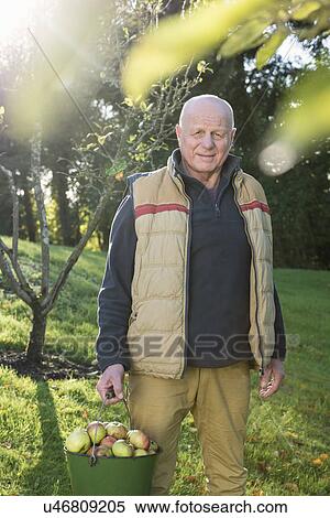 Stock Photography - Senior man carrying bucket of apples. Fotosearch