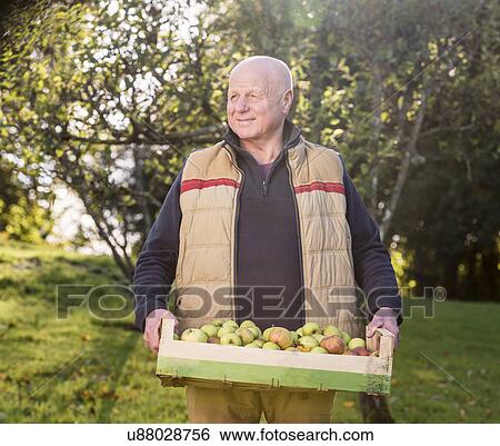 Stock Photograph - Senior man carrying crate of apples. Fotosearch