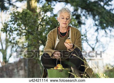 Picture - Senior woman inspecting apple from bucket. Fotosearch