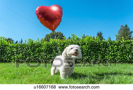 Stock Photo - Small white dog attached to red heart shaped balloon. Fotosearch