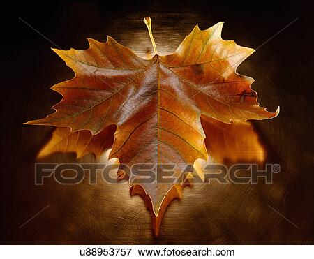 Still life of autumn maple leaf on copper background View Large Photo Image Stock Photo - Still life of autumn maple leaf on copper background. Fotosearch