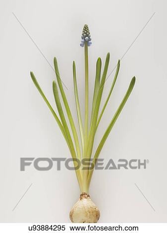 Stock Photography - Still life of muscari flower growing from plant bulb. Fotosearch