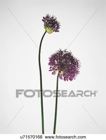 Still life of two purple allium flowers View Large Photo Image Stock Photo - Still life of two purple allium flowers. Fotosearch