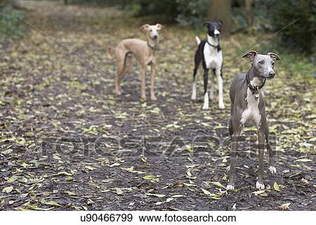 Three alert whippets waiting on forest walk View Large Photo Image Stock Photo - Three alert whippets waiting on forest walk. Fotosearch