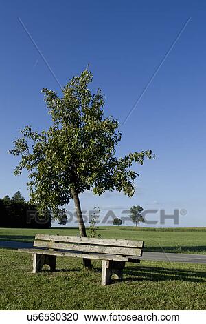 Stock Image - Tree and bench with clear blue sky. Fotosearch