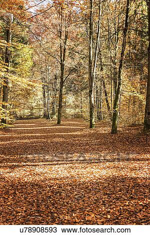 Stock Image - Trees in forest in autumn. Fotosearch