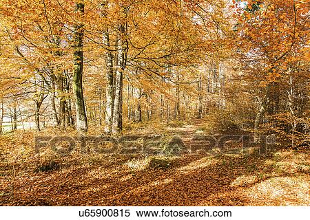 Trees in forest in autumn sunlight View Large Photo Image Stock Photography - Trees in forest in autumn sunlight. Fotosearch