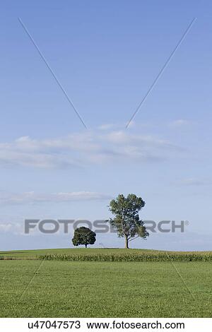 Two trees in field View Large Photo Image Stock Image - Two trees in field. Fotosearch