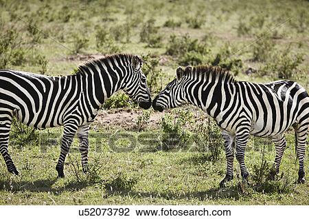 Two zebras face to face, Masai Mara, Narok, Kenya, Africa View Large Photo Image Stock Image - Two zebras face to face, Masai Mara, Narok, Kenya, Africa. Fotosearch