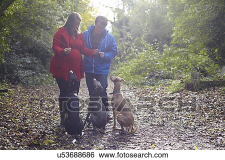 Stock Photograph - Young couple and their three obedient whippets in woods. Fotosearch