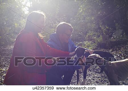 Young couple and their two whippets in woods View Large Photo Image Stock Photo - Young couple and their two whippets in woods. Fotosearch