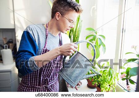 Young man in apron watering houseplants View Large Photo Image Stock Photograph - Young man in apron watering houseplants. Fotosearch