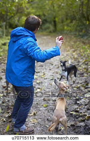 Stock Image - Young man throwing ball for whippets in woods. Fotosearch