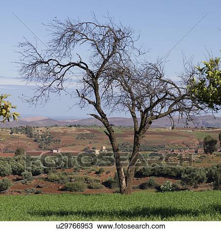 Bare tree in field in high Atlas Region, Atlas Mountains, Morocco View Large Photo Image Stock Image - Bare tree in field in high Atlas Region, Atlas Mountains, Morocco. Fotosearch