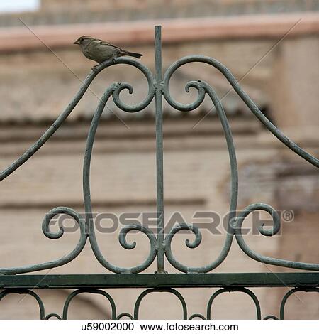 Bird perching on metal grate of gate, Marrakesh, Morocco View Large Photo Image Stock Image - Bird perching on metal grate of gate, Marrakesh, Morocco. Fotosearch