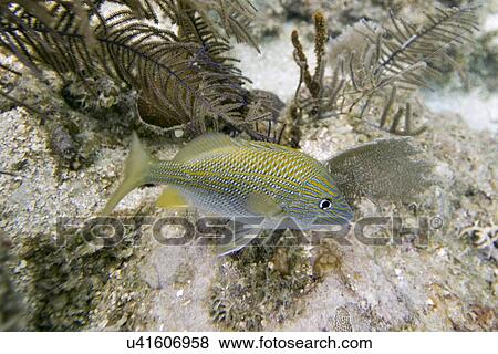 Blue Striped Grunt (Haemulon sciurus) swimming underwater, Utila Island, Bay Islands, Honduras View Large Photo Image Stock Photo - Blue Striped Grunt (Haemulon sciurus) swimming underwater, Utila Island, Bay Islands, Honduras. Fotosearch