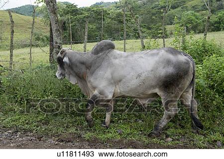 Stock Image - Bull in a field, Copan, Copan Ruinas, Copan Department, Honduras. Fotosearch