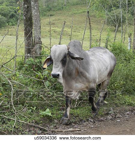 Stock Photograph - Bull in a field, Copan, Copan Ruinas, Copan Department, Honduras. Fotosearch