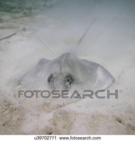 Stock Image - Caribbean Whiptail Stingray (Himantura schmardae) underwater, Utila, Bay Islands, Honduras. Fotosearch