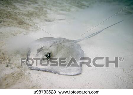 Stock Photo - Caribbean Whiptail Stingray (Himantura schmardae) underwater, Utila, Bay Islands, Honduras. Fotosearch