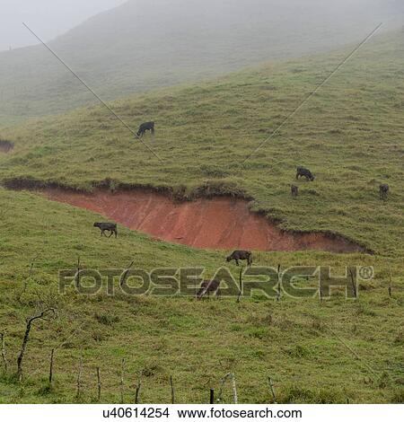 cattle grazing in a field, Honduras View Large Photo Image Picture - cattle grazing in a field, Honduras. Fotosearch