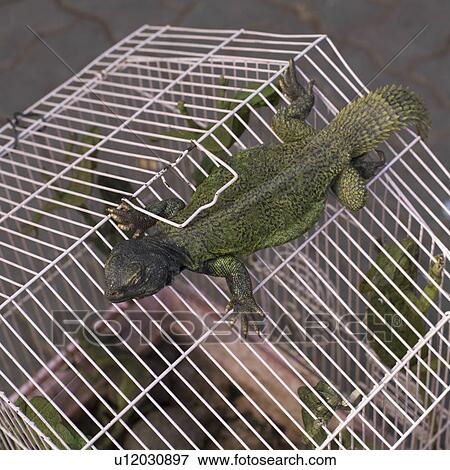 Chameleons in a cage, Rahba Kedima, Souk, Marrakesh, Morocco View Large Photo Image Stock Photo - Chameleons in a cage, Rahba Kedima, Souk, Marrakesh, Morocco. Fotosearch