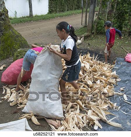Stock Image - Children filling corn waste in sacks, Finca El Cisne, Honduras. Fotosearch