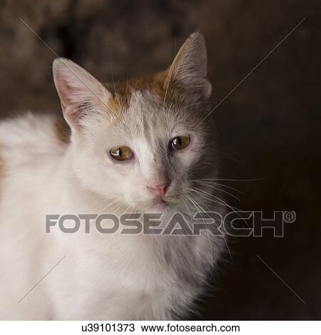 Close-up of a cat, Medina, Marrakesh, Morocco View Large Photo Image Stock Image - Close-up of a cat, Medina, Marrakesh, Morocco. Fotosearch