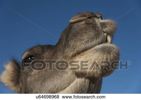 Close-up of a dromedary camel, Erg Chegaga Dunes, Sahara Desert, Souss-Massa-Draa, Morocco View Large Photo Image Stock Photo - Close-up of a dromedary camel, Erg Chegaga Dunes, Sahara Desert, Souss-Massa-Draa, Morocco. Fotosearch