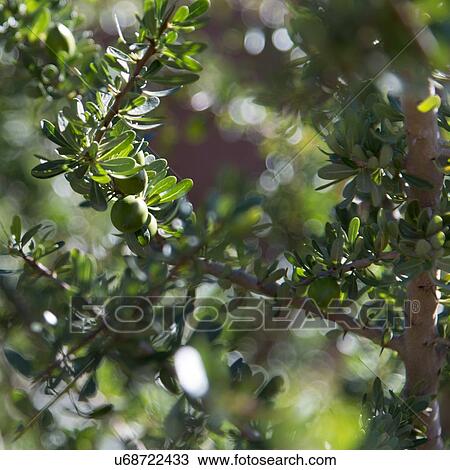Stock Image - Close-up of Argan tree (Argania spinosa), Atlas Mountains, Morocco. Fotosearch
