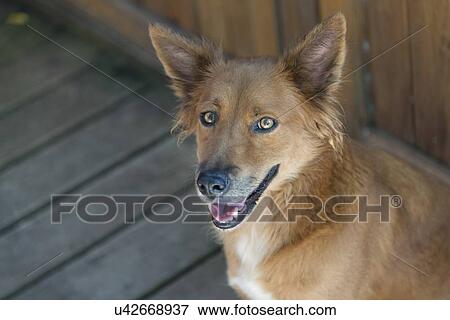 Stock Photo - Closeup of a dog, Bay Islands, Honduras. Fotosearch
