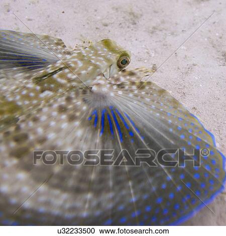 Closeup of a Flying Gurnard (Dactylopterus volitans) underwater, Utila Island, Bay Islands, Honduras View Large Photo Image Stock Image - Closeup of a Flying Gurnard (Dactylopterus volitans) underwater, Utila Island, Bay Islands, Honduras. Fotosearch