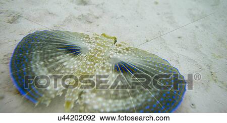 Closeup of a Flying Gurnard (Dactylopterus volitans) underwater, Utila Island, Bay Islands, Honduras View Large Photo Image Stock Image - Closeup of a Flying Gurnard (Dactylopterus volitans) underwater, Utila Island, Bay Islands, Honduras. Fotosearch