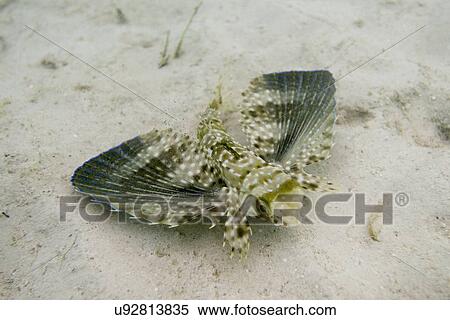 Closeup of a Flying Gurnard (Dactylopterus volitans) underwater, Utila Island, Bay Islands, Honduras View Large Photo Image Stock Photography - Closeup of a Flying Gurnard (Dactylopterus volitans) underwater, Utila Island, Bay Islands, Honduras. Fotosearch