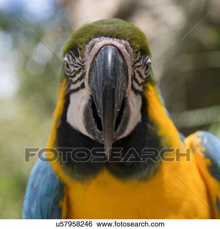 Stock Photograph - Closeup of a Gold And Blue Macaw (Ara ararauna), Macaw Mountain Bird Park, Copan, Copan Ruinas, Copan Department, Honduras. Fotosearch