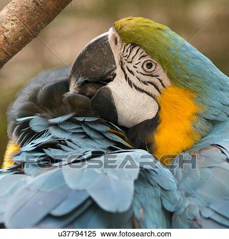 Closeup of a Gold And Blue Macaw (Ara ararauna), Macaw Mountain Bird Park, Copan, Copan Ruinas, Copan Department, Honduras View Large Photo Image Stock Photography - Closeup of a Gold And Blue Macaw (Ara ararauna), Macaw Mountain Bird Park, Copan, Copan Ruinas, Copan Department, Honduras. Fotosearch