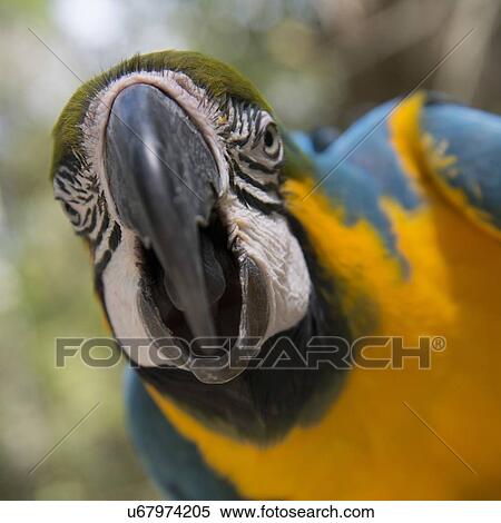 Stock Photography - Closeup of a Gold And Blue Macaw (Ara ararauna), Macaw Mountain Bird Park, Copan, Copan Ruinas, Copan Department, Honduras. Fotosearch
