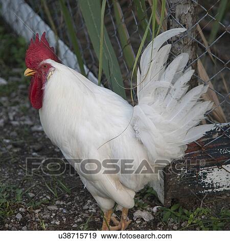 Closeup of a hen, Cayman Cay, Utila Island, Bay Islands, Honduras View Large Photo Image Stock Photo - Closeup of a hen, Cayman Cay, Utila Island, Bay Islands, Honduras. Fotosearch