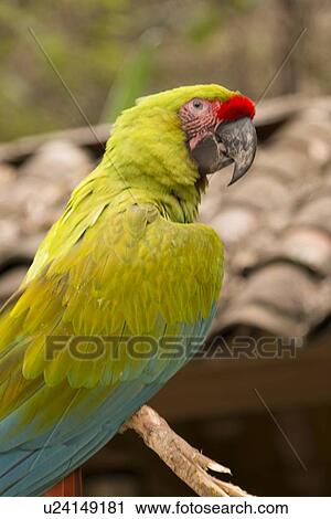 Closeup of a macaw, Macaw Mountain Bird Park, Copan, Copan Ruinas, Honduras View Large Photo Image Stock Image - Closeup of a macaw, Macaw Mountain Bird Park, Copan, Copan Ruinas, Honduras. Fotosearch