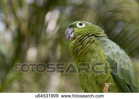 Closeup of a macaw, Macaw Mountain Bird Park, Copan, Copan Ruinas, Honduras View Large Photo Image Stock Photo - Closeup of a macaw, Macaw Mountain Bird Park, Copan, Copan Ruinas, Honduras. Fotosearch
