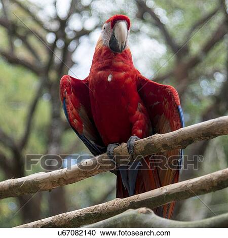 Stock Image - Closeup of a Scarlet macaw (Ara macao), Copan, Copan Ruinas, Honduras. Fotosearch
