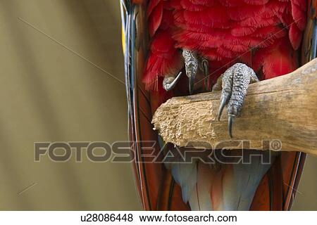 Closeup of a Scarlet Macaw (Ara macao), Macaw Mountain Bird Park, Copan, Copan Ruinas, Copan Department, Honduras View Large Photo Image Stock Photo - Closeup of a Scarlet Macaw (Ara macao), Macaw Mountain Bird Park, Copan, Copan Ruinas, Copan Department, Honduras. Fotosearch