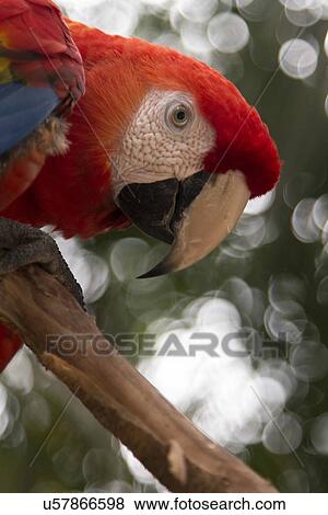 Stock Photo - Closeup of a Scarlet Macaw (Ara macao), Macaw Mountain Bird Park, Copan, Copan Ruinas, Copan Department, Honduras. Fotosearch