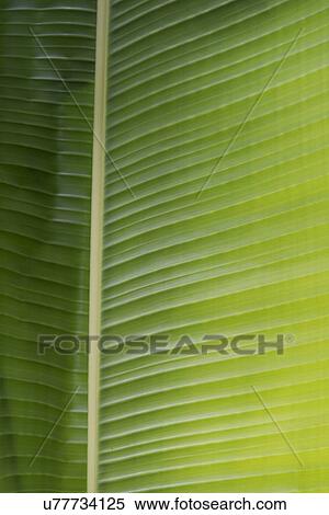 Closeup of a tropical green leaf, Finca El Cisne, Honduras View Large Photo Image Stock Photography - Closeup of a tropical green leaf, Finca El Cisne, Honduras. Fotosearch