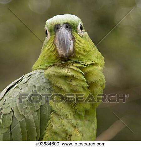Closeup of a YellowNaped Parrot (Amazona auropalliata), Macaw Mountain Bird Park, Copan, Copan Ruinas, Copan Department, Honduras View Large Photo Image Stock Image - Closeup of a YellowNaped Parrot (Amazona auropalliata), Macaw Mountain Bird Park, Copan, Copan Ruinas, Copan Department, Honduras. Fotosearch