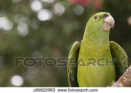 Closeup of a YellowNaped Parrot (Amazona auropalliata), Macaw Mountain Bird Park, Copan, Copan Ruinas, Copan Department, Honduras View Large Photo Image Stock Image - Closeup of a YellowNaped Parrot (Amazona auropalliata), Macaw Mountain Bird Park, Copan, Copan Ruinas, Copan Department, Honduras. Fotosearch